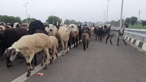 Herd-of-goats-on-a-country-road,-A-heard-of-sheep-returning-home-after-a-long-day-in-the-fields,-eating-and-drinking-as-much-as-they-can