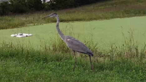 Blue-Heron-Egret-Bird-out-in-nature