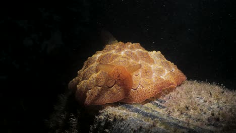 Creative-snoot-lighting-underwater-showcasing-a-vibrant-unique-shaped-sea-creature