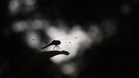 Silhouette-of-dragonfly-resting-on-leaf-in-wilderness-during-sunset,close-up-shot