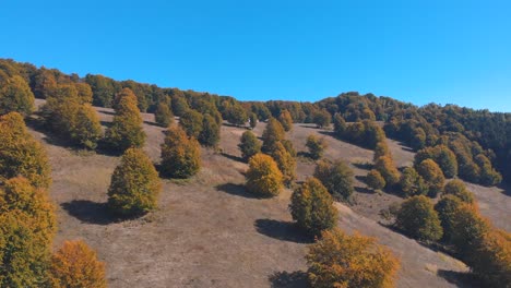 Autumn-Trees-Growing-On-Mountain-Slope-Near-Camping-Area-On-A-Sunny-Day