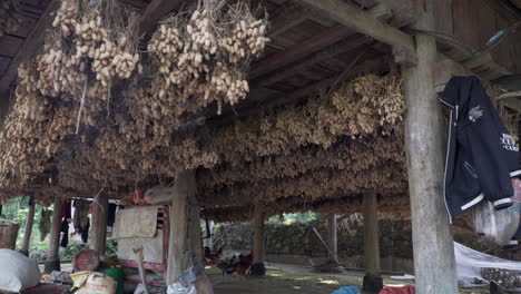 Rural-Vietnamese-Building-with-roosters-and-peanut-roots-hanging-from-the-roof