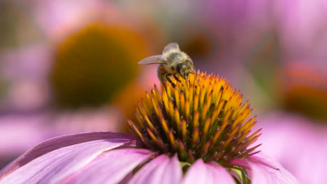 Macro-close-up-of-Bee-Collecting-Pollen-in-Purple-Flower-during-pollination-time---Honeybee-in-focus-gathering-Nectar-of-Echinacea-Medical-Plant