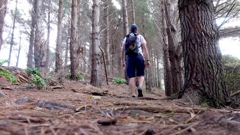 Man-walks-on-a-hike-through-a-beautiful-golden-brown-pine-tree-forest-in-Autumn-on-walking-trail-in-capital-Wellington,-New-Zealand-Aotearoa