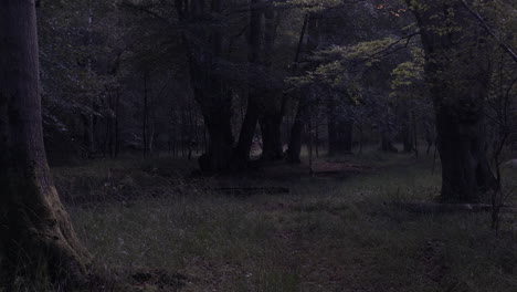 Eerie-Calm-Woodland-Forest.-Pan-Right,-Establishing-Shot