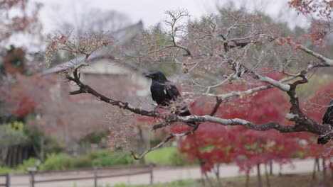 Cuervo-Japonés-Sentado-En-Un-árbol-De-Otoño,-Arces-Rojos-En-Kyoto