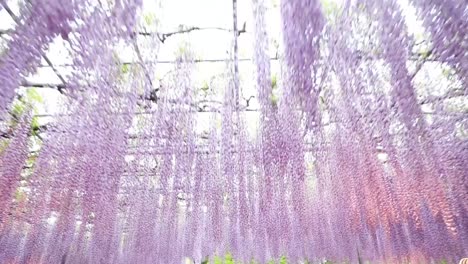 Die-Beste-Aussicht-Im-Ashikaga-Blumenpark