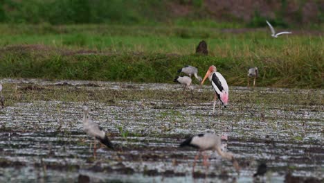 Seen-in-the-middle-of-a-muddy-paddy-facing-to-the-left,-two-Storks-at-the-background-foraging-and-then-fighting-and-flapping