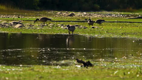 Wild-goose-wading-into-water-with-flock-of-geese-eating-in-background-60p