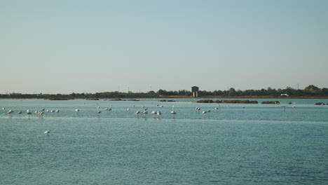 Schöner-Klarer-Sonniger-Tag-über-Dem-See-Voller-Rosa-Flamingos,-Die-Sich-Ausruhen-Und-über-Das-Wasser-Fliegen