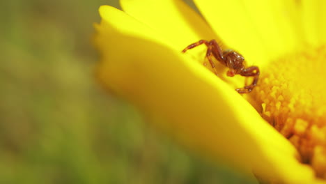 Insecto-Alimentándose-De-Una-Flor-De-Margarita-Amarilla