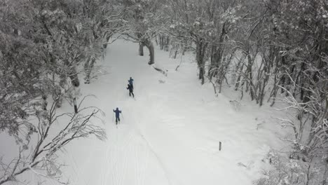 Tracking-winter-aerial-follows-XC-skiers-on-forested-mountain-trails