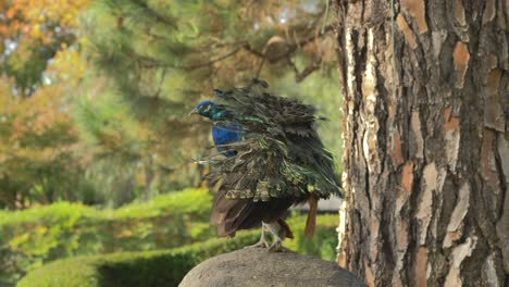 Peacock-cleaning-his-feathers-while-sitting-on-a-rock-in-a-beautiful-Japanese-garden-during-a-sunny-day