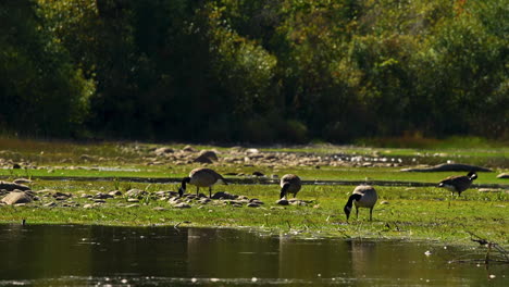 Flock-of-Canadian-geese-eating-near-pond-marsh-wetlands-60p
