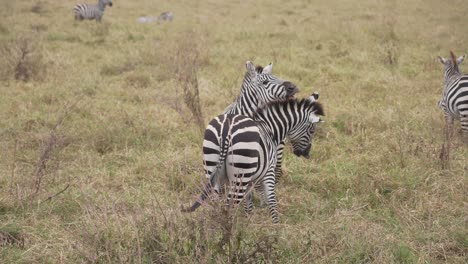 Zwei-Spielende-Und-Kämpfende-Zebras.-Tansania.-Afrika-4k