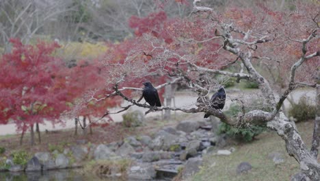 Large-billed-crows--sitting-in-autumn-maple-trees,-Japan