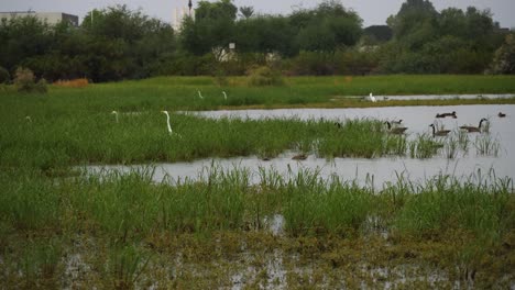 Geese-and-egrets-wade-through-flooded-grass-of-recycled-water