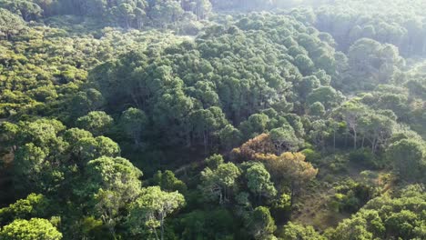 Flying-over-a-natural-forest,-close-to-a-beach,-Cabo-Polonio-National-Park,-Uruguay