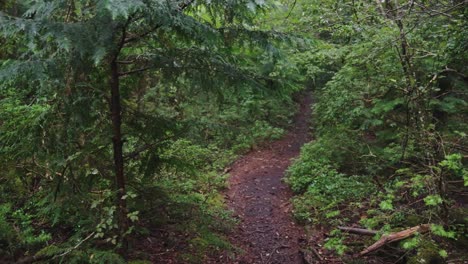 Forest-path-through-Aokigahara-Jukai,-Japans-Haunted-Forest-in-the-Rain