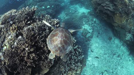 Schnorchler-Folgen-Einer-Kleinen-Meeresschildkröte,-Die-über-Einem-Korallenriffsystem-In-Klarem-Blauem-Tropischem-Wasser-Schwimmt