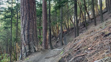 Mountain-bike-rider-in-the-forest-Approaching-fast-to-the-camera