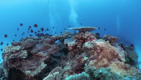Una-Colorida-Formación-De-Coral-Se-Eleva-Desde-El-Fondo-Del-Océano-Rodeada-Por-El-Agua-Del-Océano-Azul-Profundo