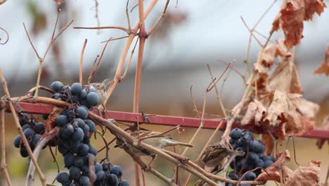 Sparrow-Birds-Eating-Fruit-Grapes-With-Dried-Branch-And-Leaves-In-Metal-Fence
