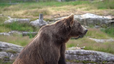 Curious-brown-bear-rising-head-and-looking-around-for-prey---Nature-and-rubber-tire-in-background---Handheld-static-Norway