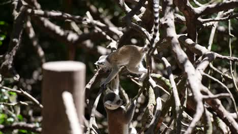 Bebé-Lémur-De-Cola-Anillada-Jugando-En-La-Selva-De-Madagascar