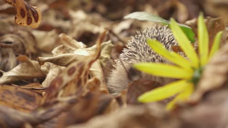 Young-European-Hedgehog-Among-Dried-Maple-Leaves-On-Forest-Ground