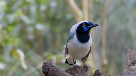 Beautiful-blue-bird-perched-on-wood-and-watching-in-jungle-during-daytime---Green-Jay-in-Amazon-Rainforest