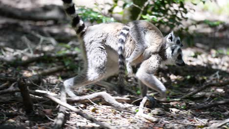 Lémur-De-Cola-Anillada-Madre-Y-Bebé-Caminando-En-La-Selva-De-Madagascar