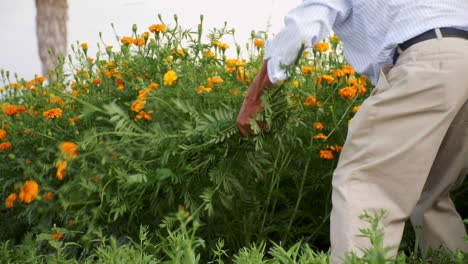 A-Mexican-farmer-bent-over-harvesting-in-a-field-of-beautiful-Marigold-flowers,-placing-each-bunch-to-one-side-as-he-continues-working