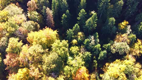 Nach-Oben-Schwenkende-Kamerabewegung,-Die-Den-Farbigen-Herbstwald-Enthüllt