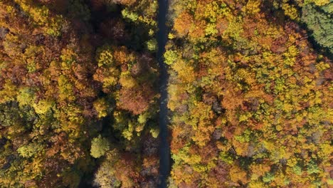 Red,-yellow-and-orange-foliage-in-autumn-forest-road,-aerial-top-down
