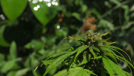 Marihuana-Blätter-Und-Knospen,-Die-Bewässert-Werden