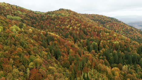 Reverse-aerial-flyover-above-mountain-forest-in-vibrant-autumn-color