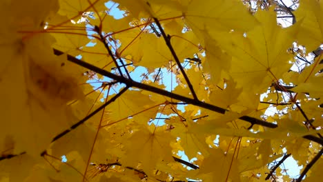 Goldene-Ahornblätter-Im-Herbst,-Die-Im-Wind-Wehen