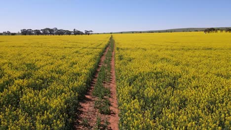 Aerial-shot,-flying-fast-over-Pathway-between-endless-rapeseed-lush-fields,-Australia