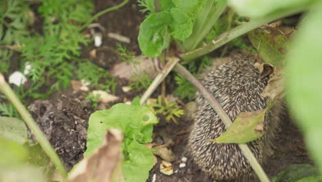 Juvenile-Hedgehog-Foraging-Food-On-Vegetable-Garden-With-Beetroots