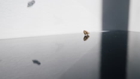 Static-slow-mo-shot-of-falling-walnuts-on-a-reflective-surface