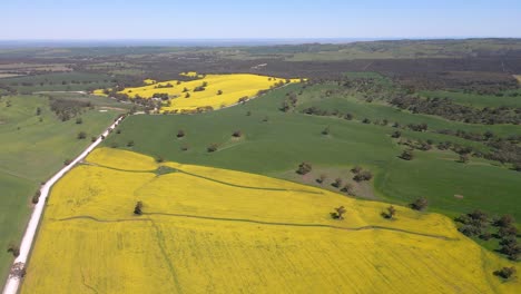 Wide-top-down-view-Pullback-Canola-fields-Colors,-rural-environment,-Australia