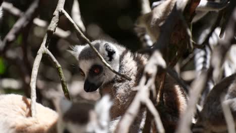 Lémur-De-Cola-Anillada-En-Los-árboles-Selva-De-Madagascar