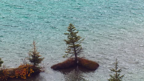 Pine-tree-growing-on-water-lake