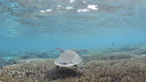 Ein-Taucherblick,-Der-Einer-Großen-Meeresschildkröte-Folgt,-Die-Im-Seichten-Wasser-Eines-Korallenkais-Schwimmt
