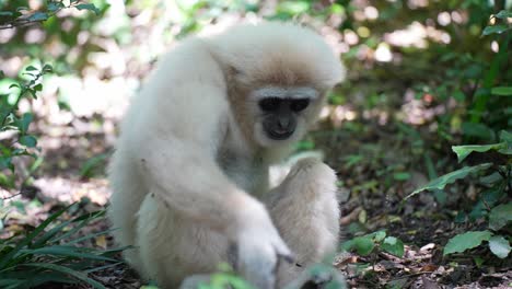 Gibbon-Im-Wald_Gibbon-Beim-Essen_-Weißer-Gibbon-Primat