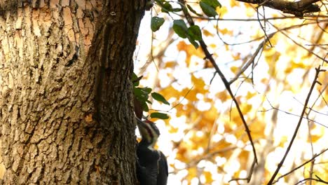 Close-up-shot-of-wild-Woodpecker-pecking-tree-in-wilderness-during-sunlight-in-autumn