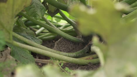 Juvenile-Hedgehog-Amidst-Growing-Organic-Vining-Zucchini-Plants-In-Countryside-Farm