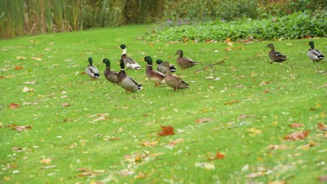 Ducks-walking-around-looking-for-food