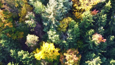 Downward-aerial-view-flying-past-fir-trees-and-revealing-views-of-already-leafless-trees